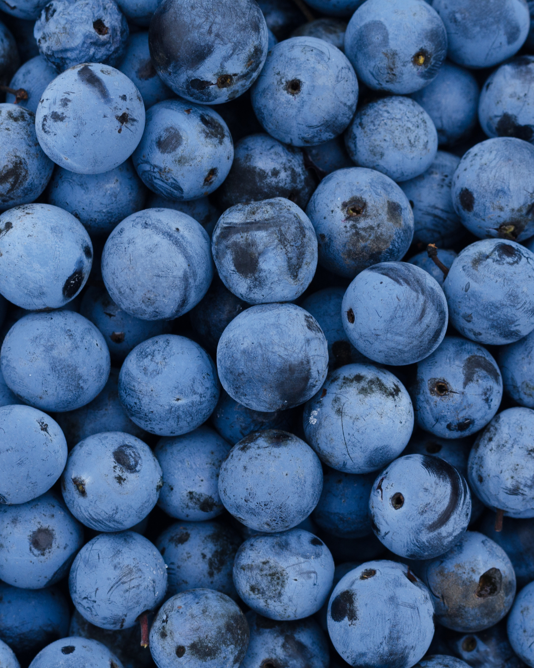 Blackthorn Berry