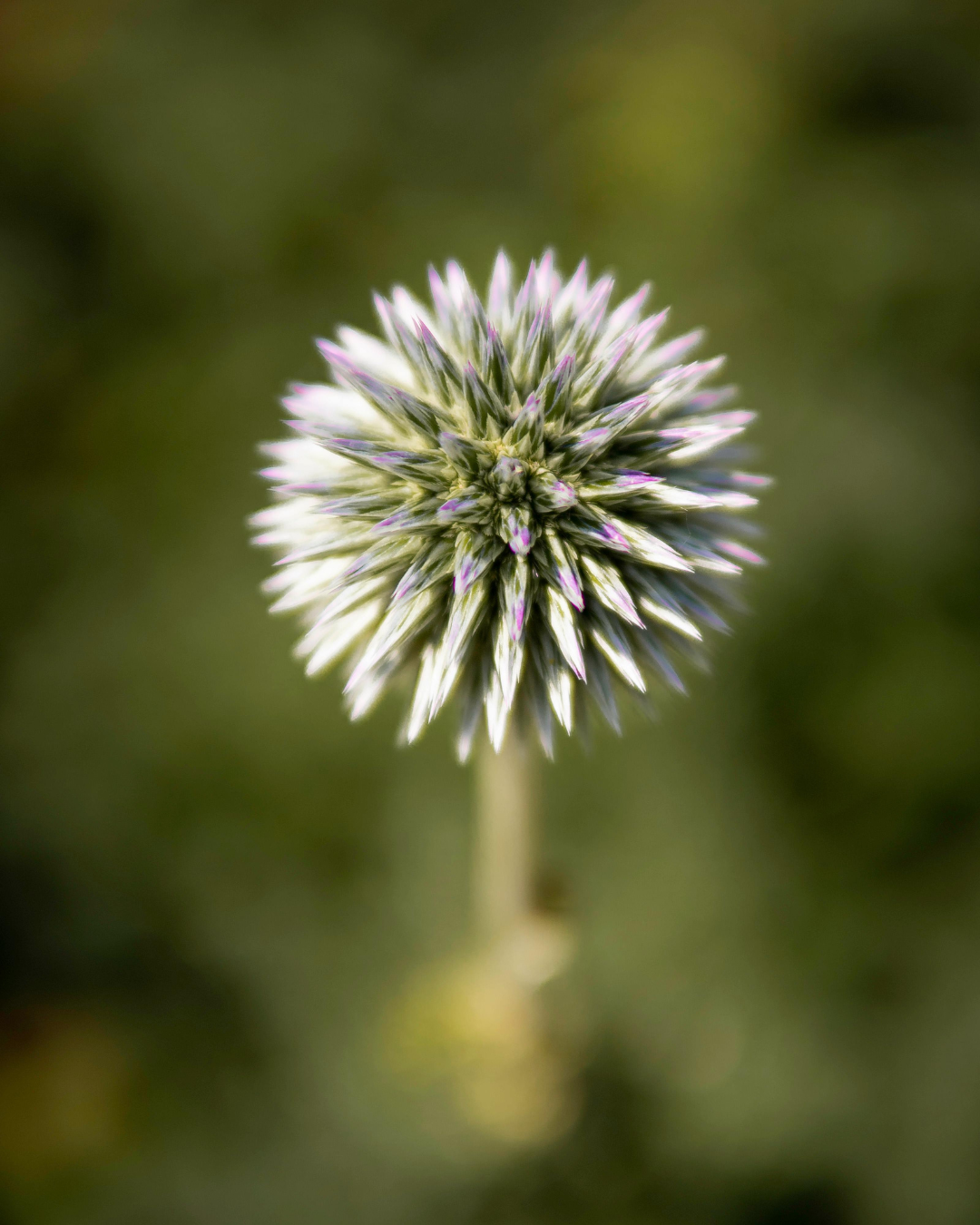 Milk Thistle