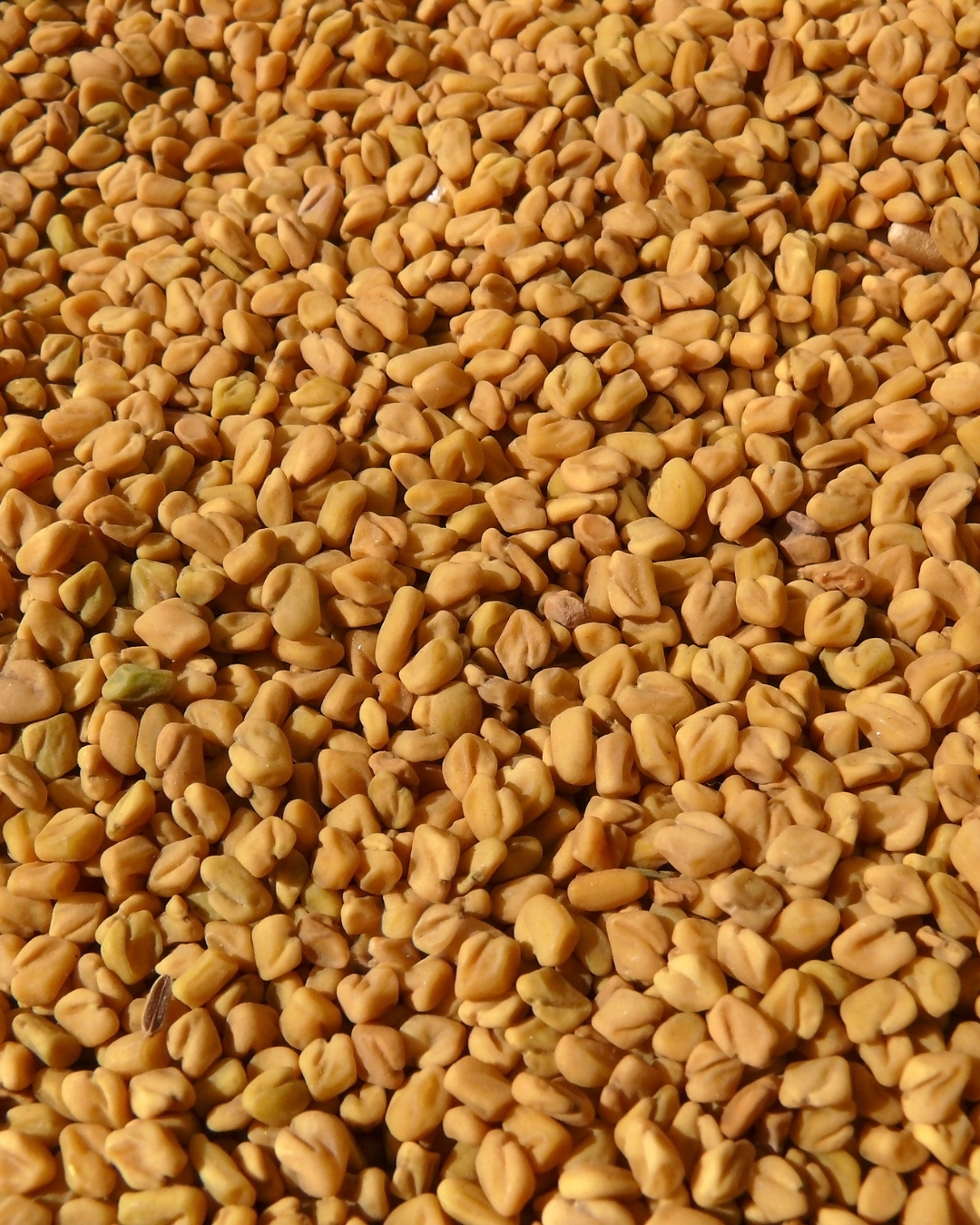 Fenugreek