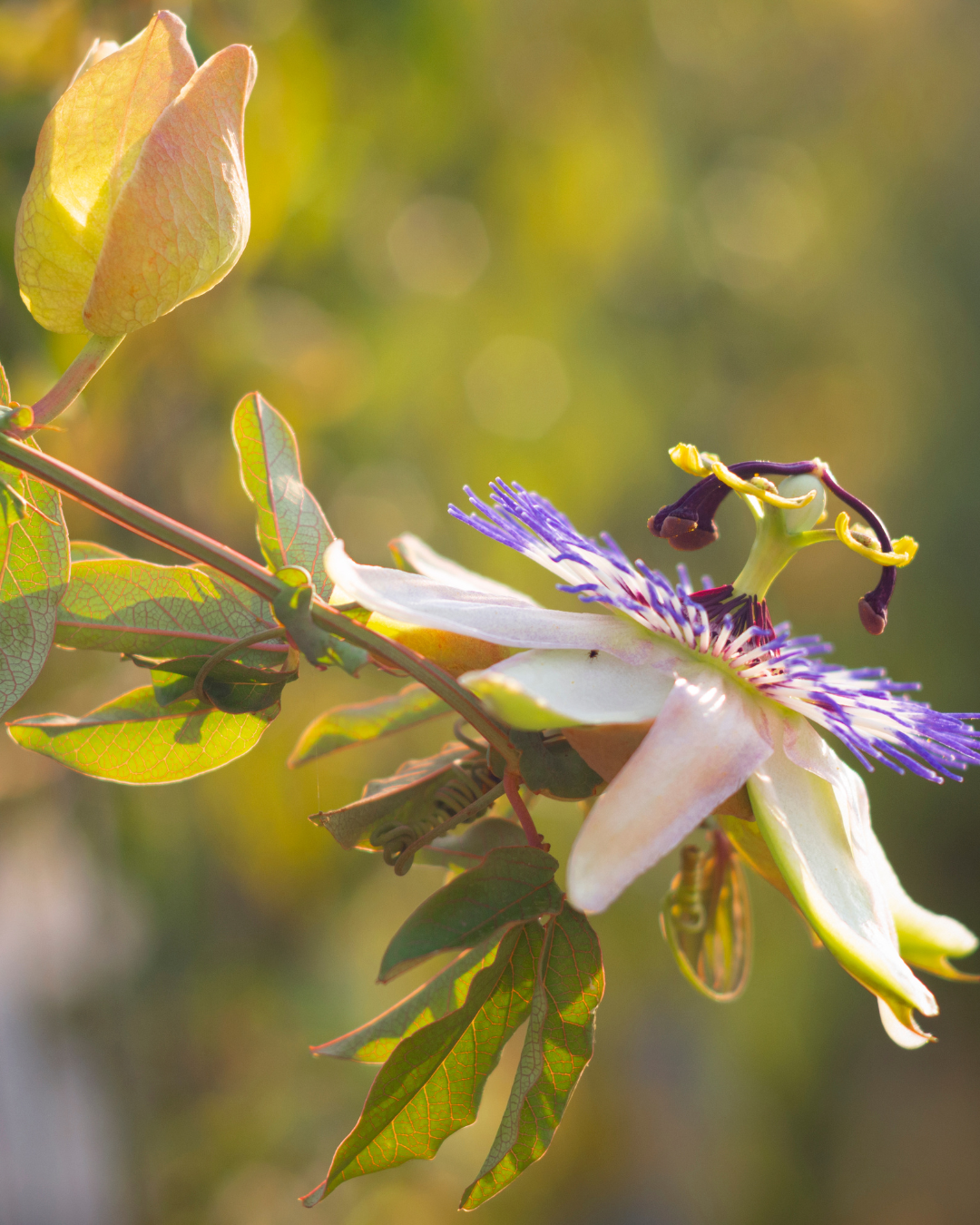 Passion flower
