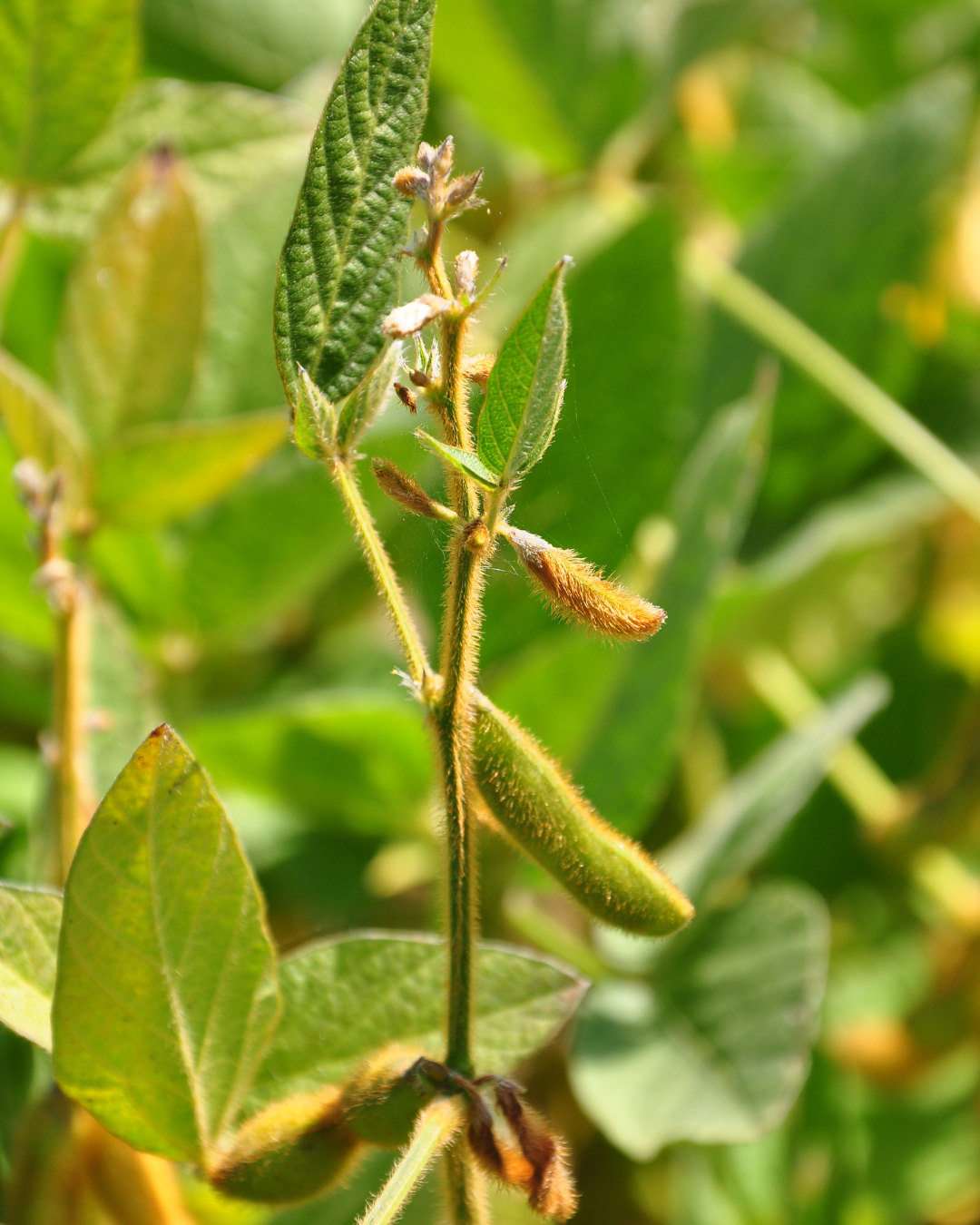 L-Glycine 